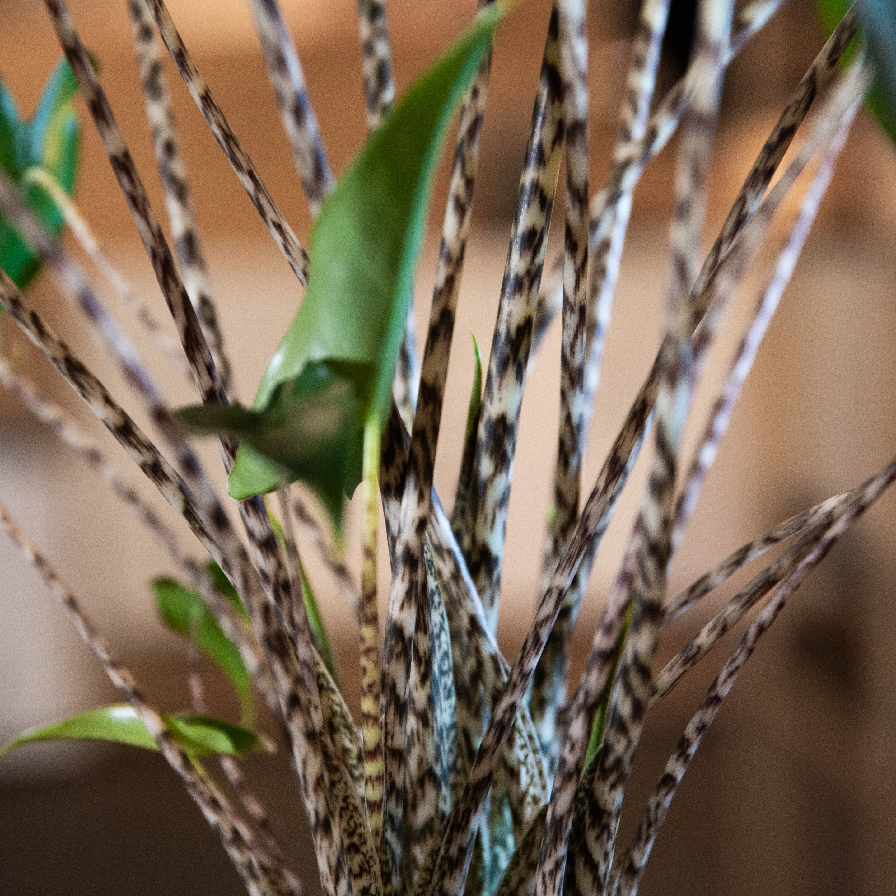 Alocasia_zebrina