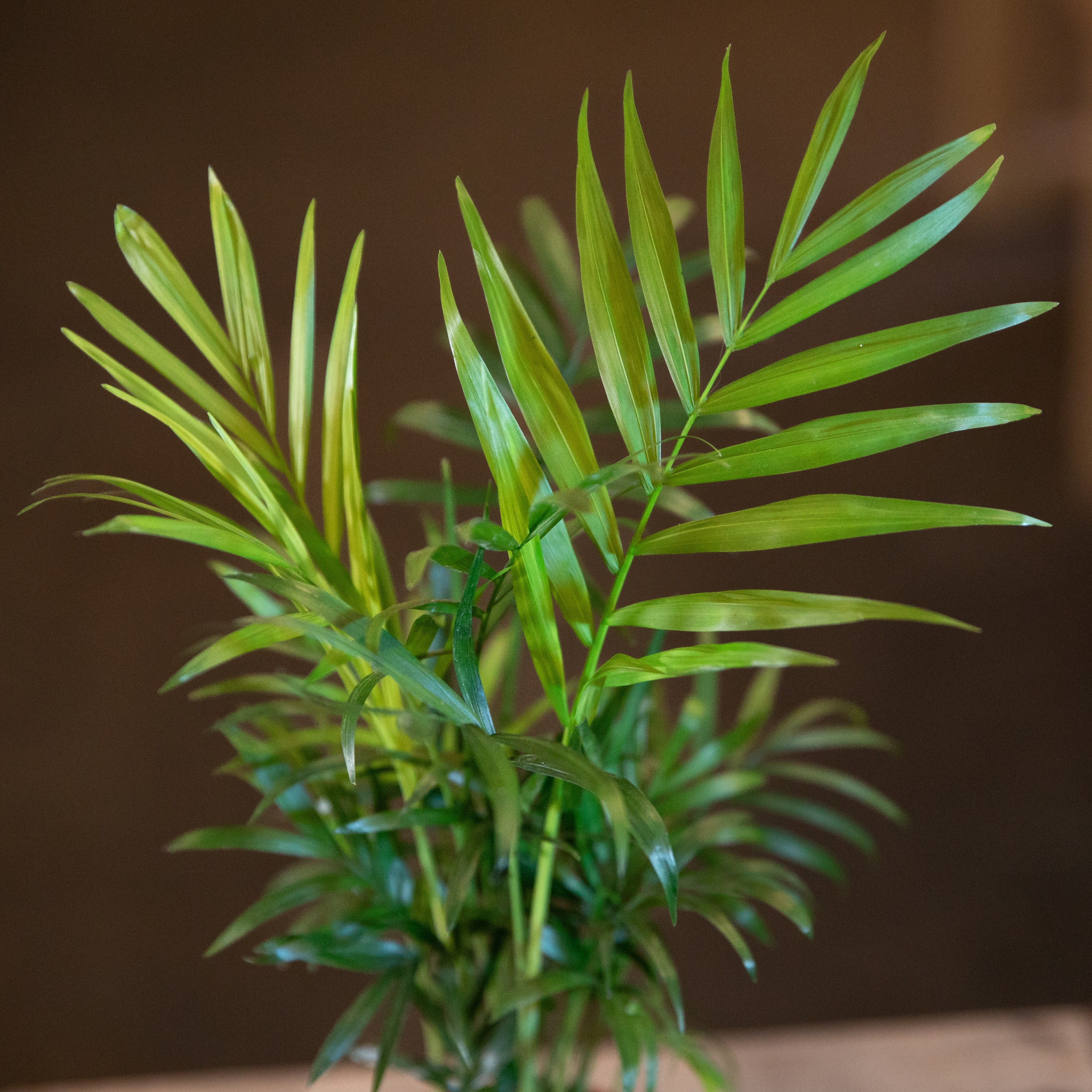 Chamaedorea_elegans