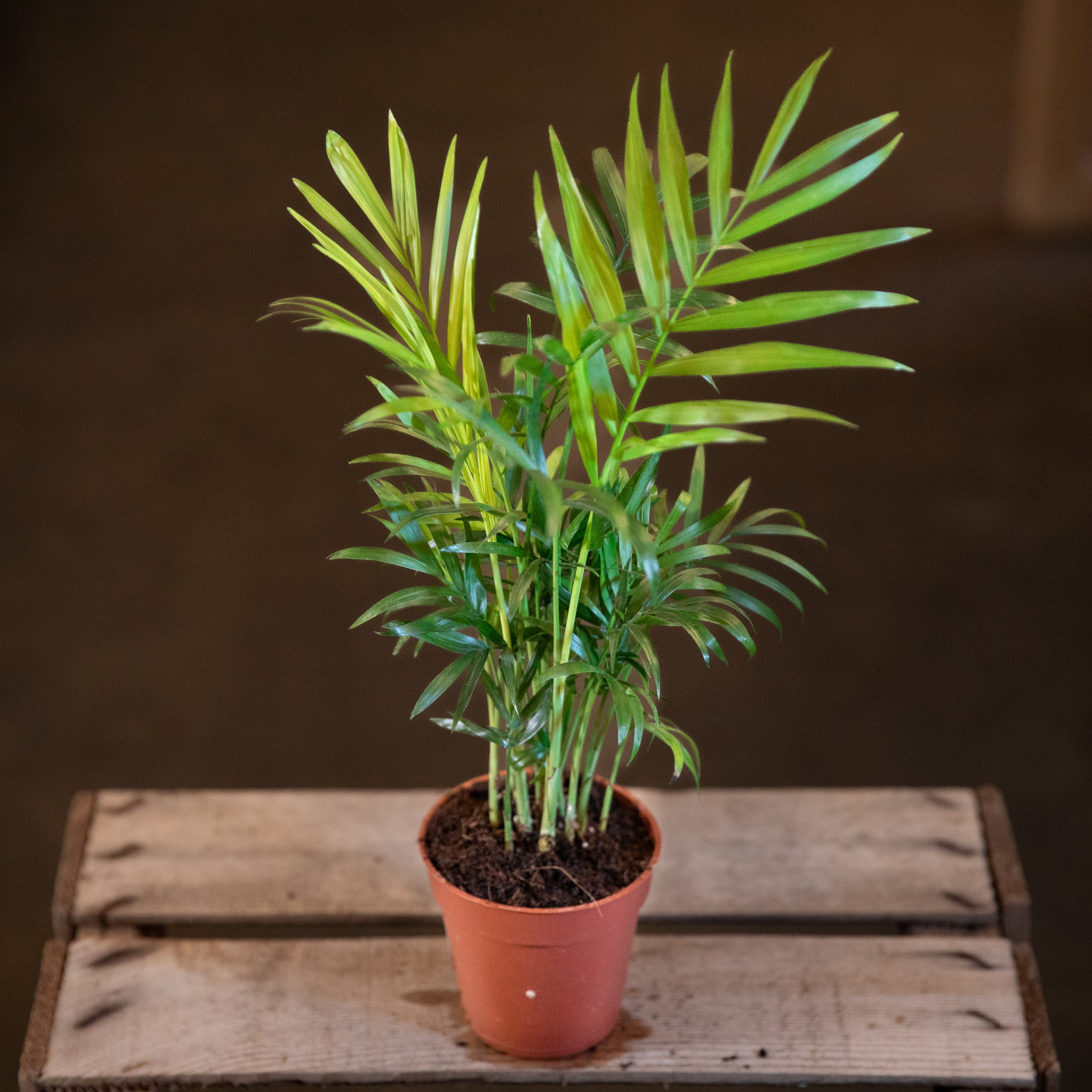 Chamaedorea_elegans