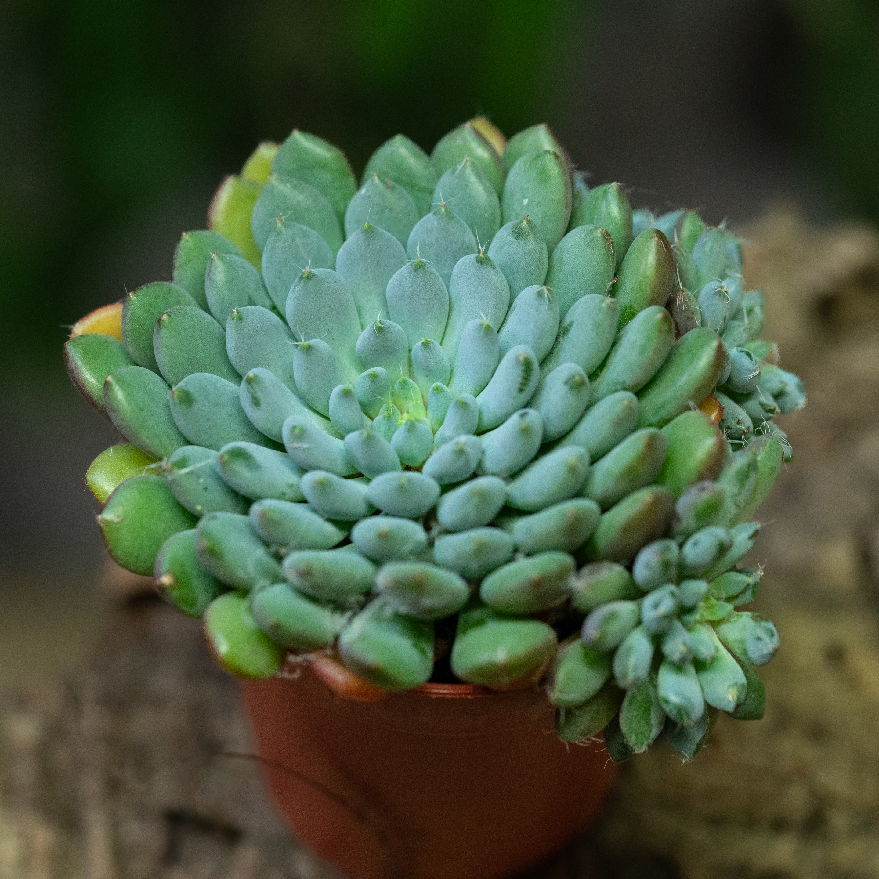 Echeveria_sp.