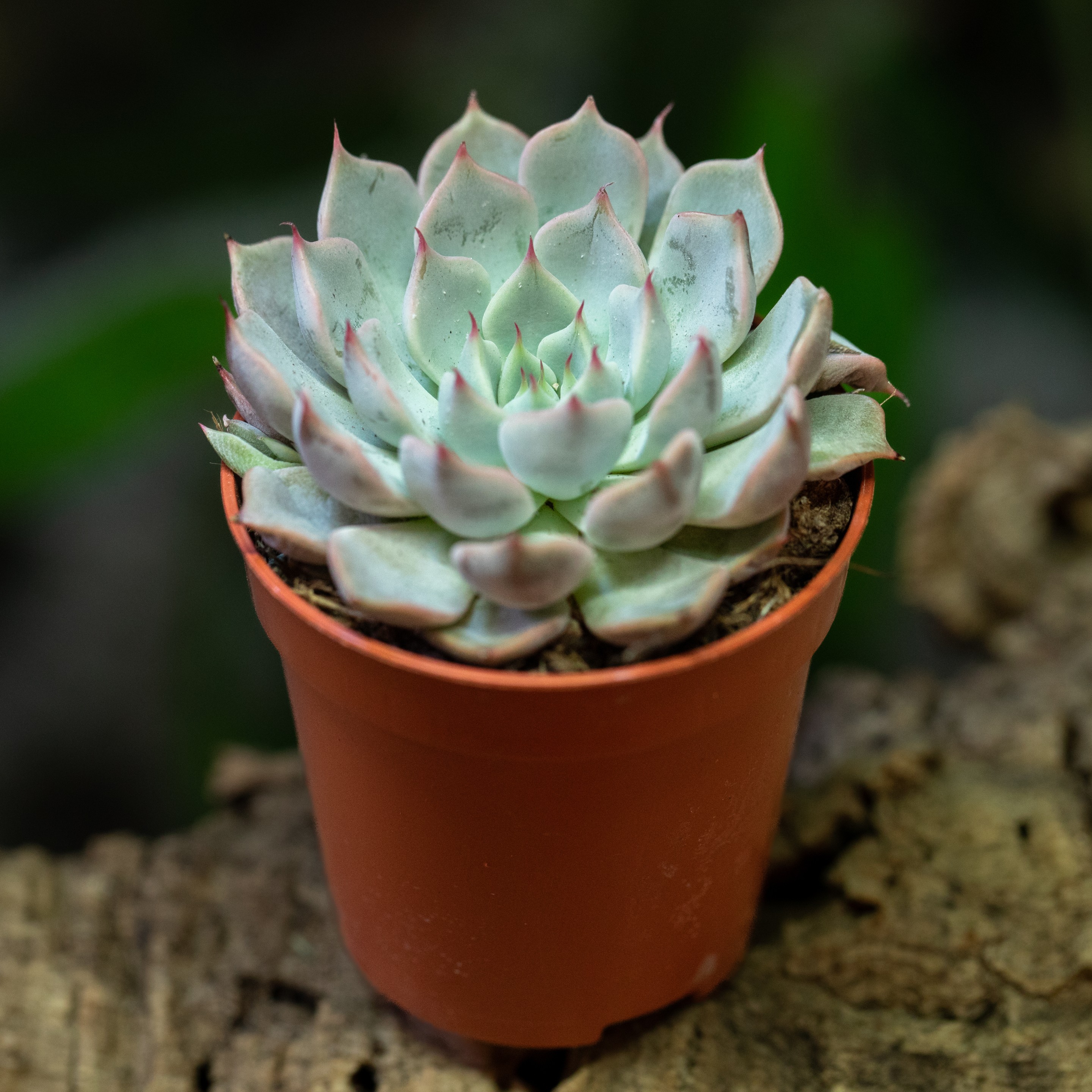 Echeveria_sp.