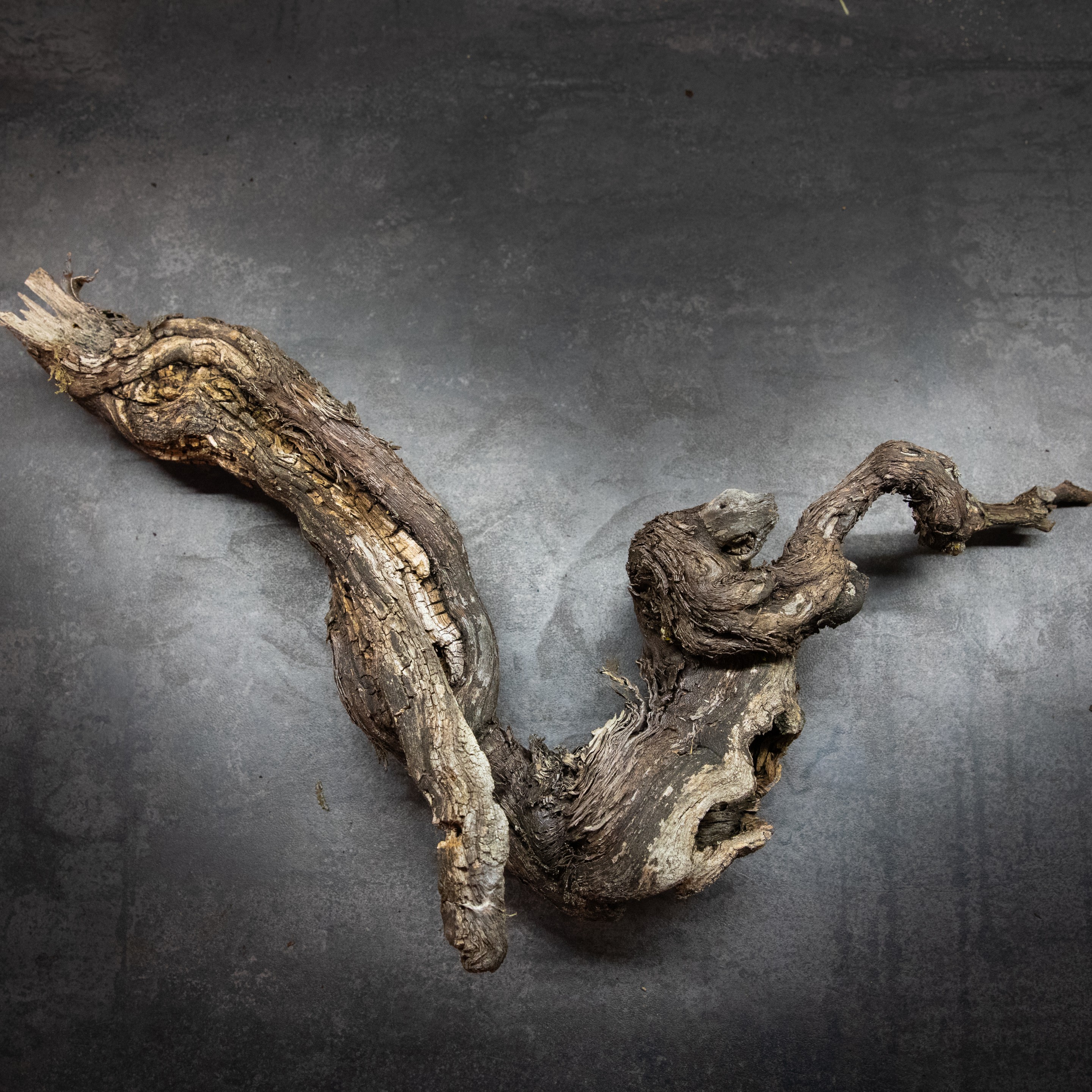 Cep_Pied_Vigne