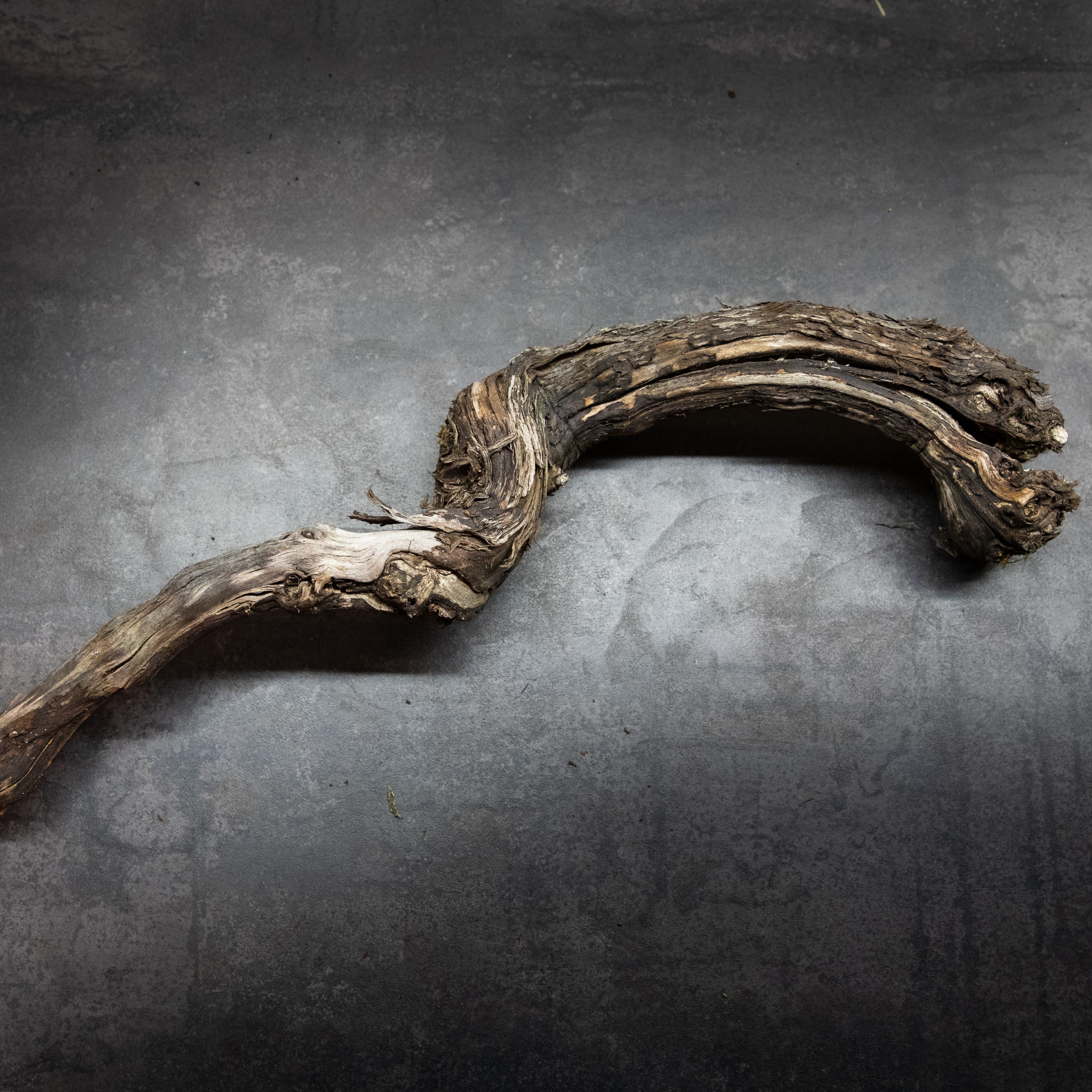 Cep_Pied_Vigne