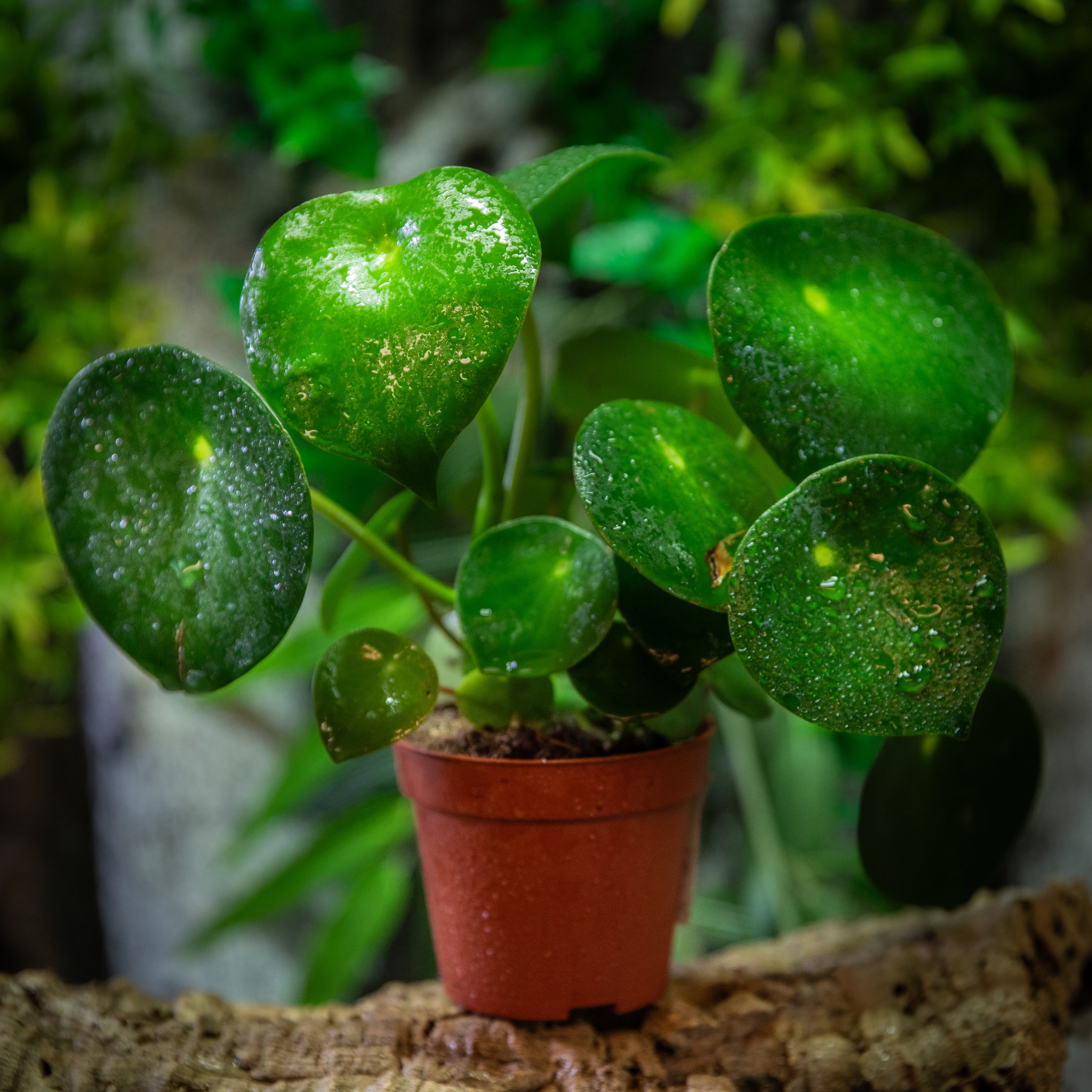 Pilea_peperomioides