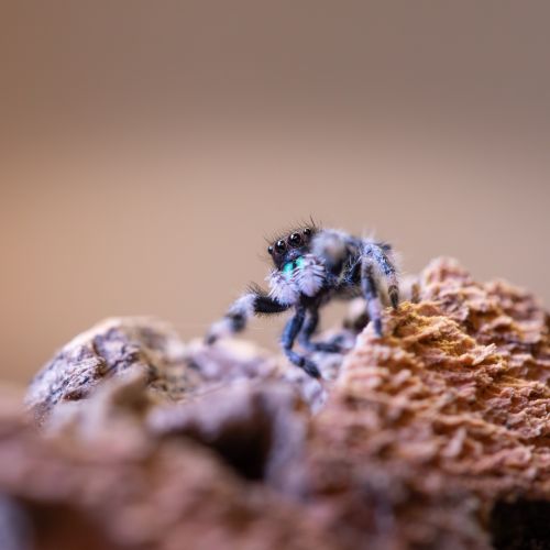 Phidippus regius