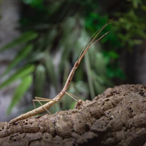 Phaenopharos khaoyaiensis