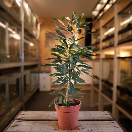 Schefflera elegantissima