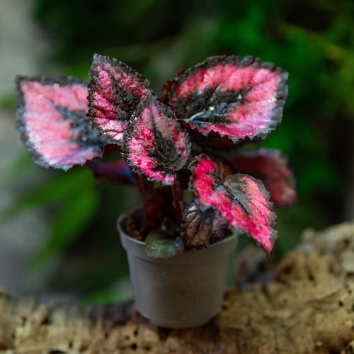 Begonia rex