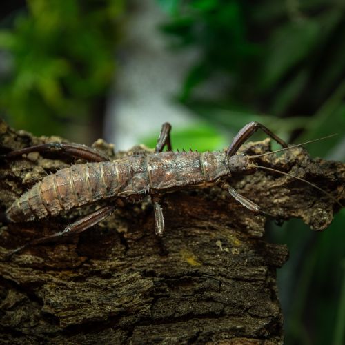Eurycantha calcarata