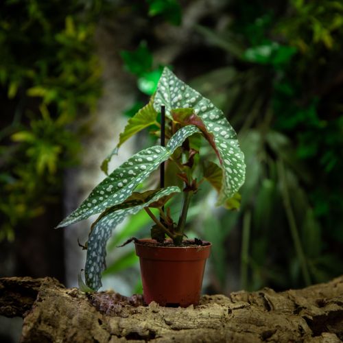 Begonia maculata