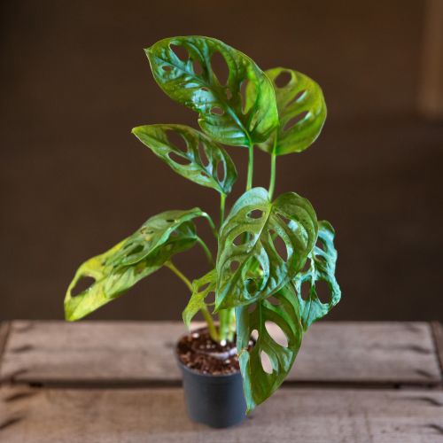 Monstera adansonii