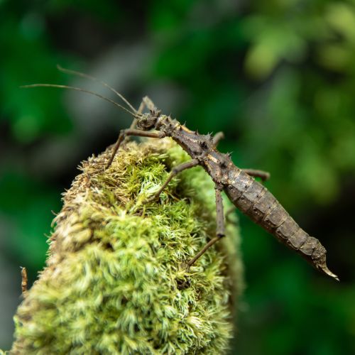 Aretaon asperrimus