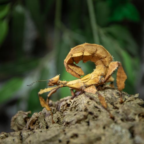 Extatosoma tiaratum