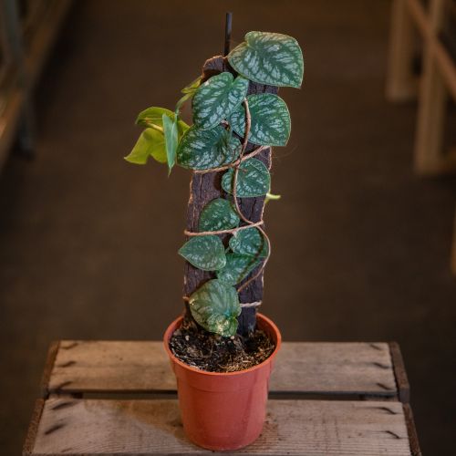 Monstera Dubia