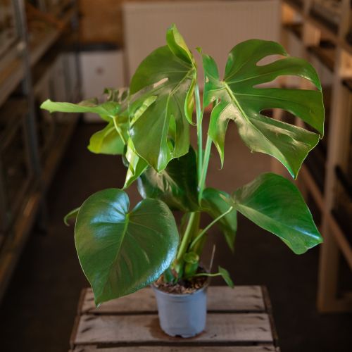 Monstera deliciosa