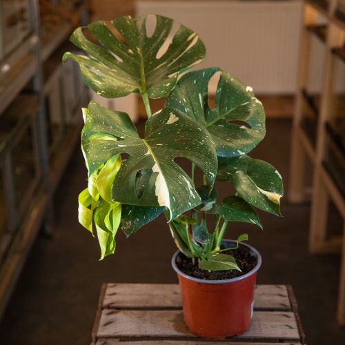 Monstera deliciosa Thaï Constelation