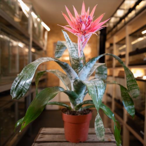 Aechmea fasciata