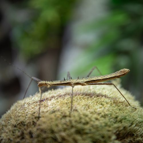 Neohirasea maerens