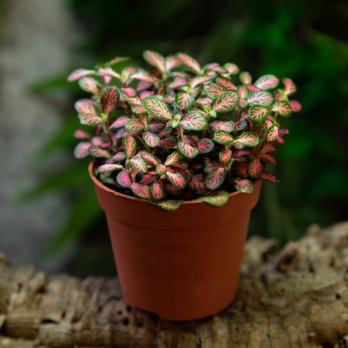 Fittonia sp.
