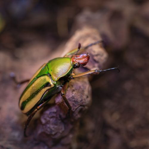 Eudicella hornimani